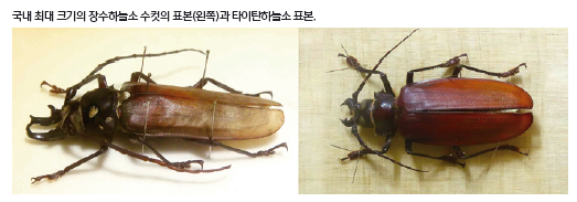 국내 최대 크기의 장수하늘소 수컷의 표본(왼쪽)과 타이탄하늘소 표본.