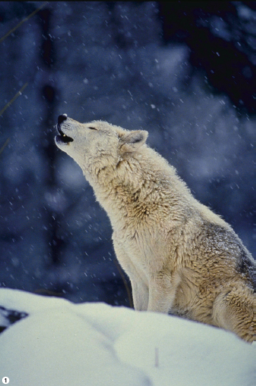 눈보라가 치는 겨울날, 늑대가 길게 하울링(소리 높여 우는 일)을 하고 있다. 틀림없이 귀 기울여 듣는 누군가를 염두에 뒀으리라(➊).