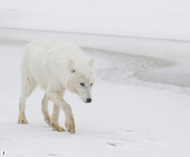 [늑대는 추운 지역에서도 잘 적응해 살았다. 털이 흰 북극늑대(회색늑대의 아종) 한 마리가 미국 미네소타의 얼어붙은 강가를 거닐고 있다. 야생에서, 생존은 오로지 스스로의 몫이다(➋).]