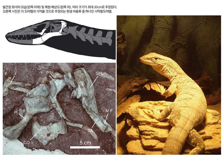 발견된 화석의 모습(왼쪽 아래) 및 복원 예상도(왼쪽 위).