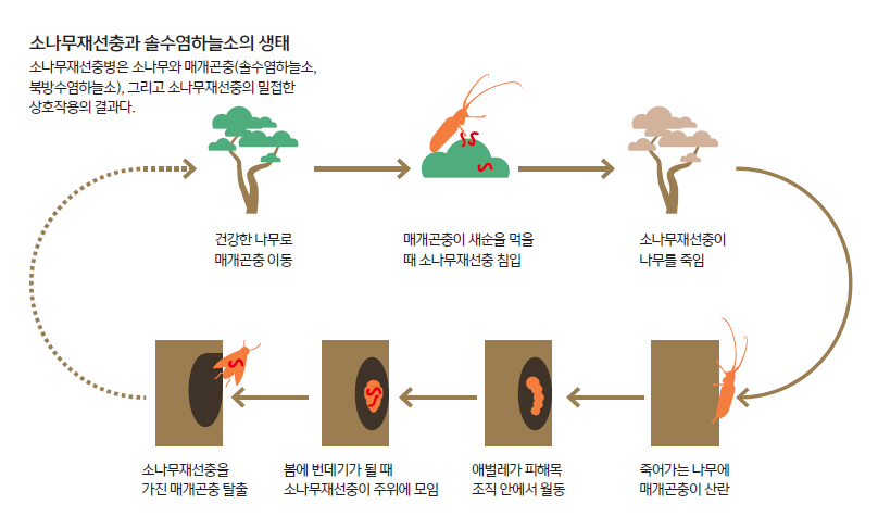 소나무재선충과 솔수염하늘소의 생태