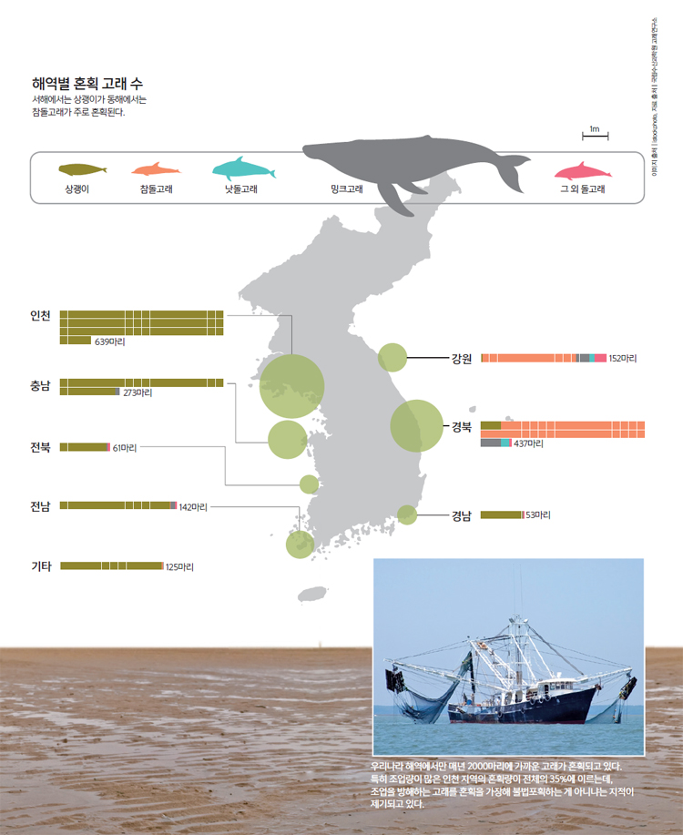 해역별 혼획 고래 수