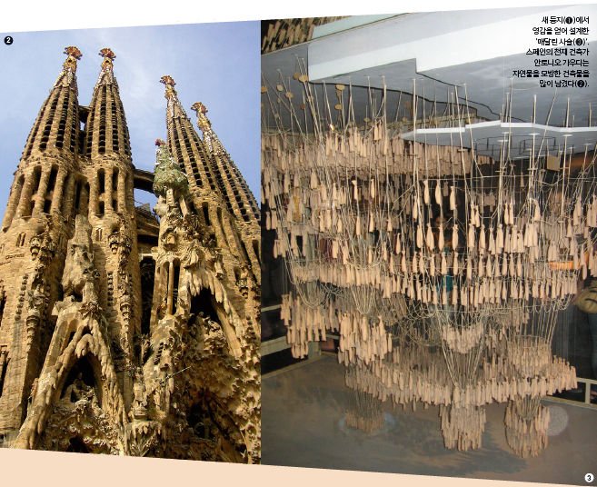 새 둥지(➊)에서 영감을 얻어 설계한 ‘매달린 사슬(➌)’. 스페인의 천재 건축가 안토니오 가우디는 자연물을 모방한 건축물을 많이 남겼다(➋).
