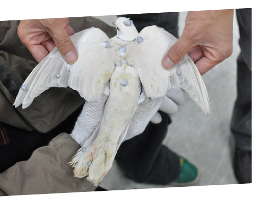 새의 몸통과 날개 뼈에 센서를 달아 움직임을 측정한다. 새 비행의 핵심인 정교한 날개 깃털 제어기술을 분석하기 위해서다.