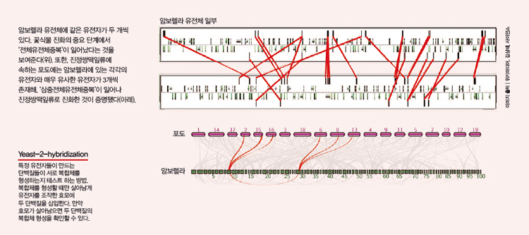 암보렐라 유전체 일부