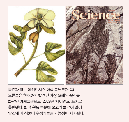 (좌) 목련과 닮은 아키앤서스 화석 복원도, (우) 현재까지 발견된 가장 오래된 꽃식물 화석인 아케프럭터스